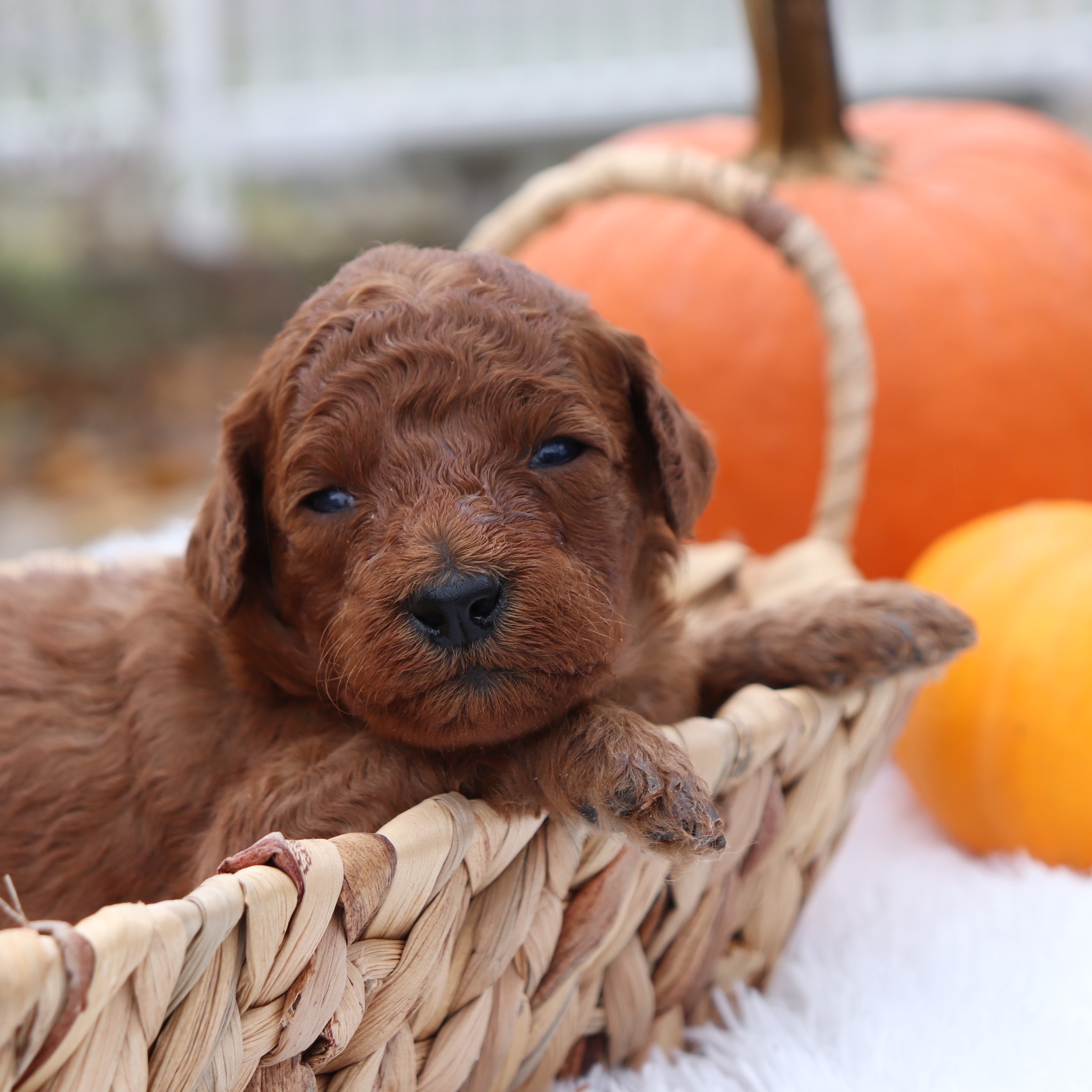 Mini Goldendoodle 2nd Generation Puppies For Sale - Sadie ...