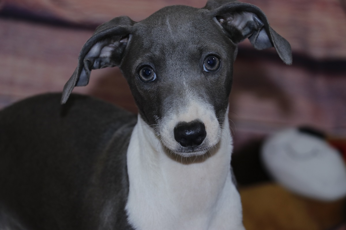 Italian Greyhound Puppies For Sale Kim Dildine dog breeder 6463971426261